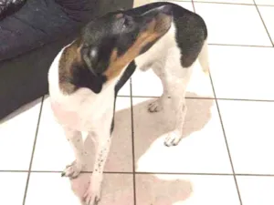 Cachorro raça Sem raça idade 7 a 11 meses nome Ragnar