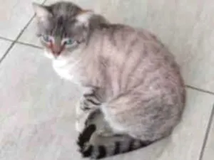 Gato raça Siamês idade 1 ano nome Frozen