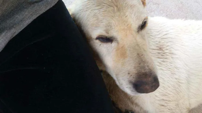 Cachorro ra a Labrador idade 5 anos nome Pirulito