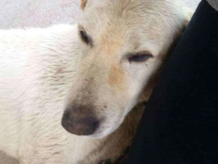 Cachorro ra a Labrador idade 5 anos nome Pirulito