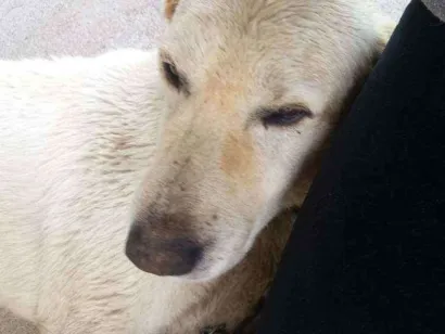 Cachorro raça Labrador idade 5 anos nome Pirulito