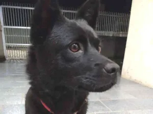 Cachorro raça sem raça definida idade 3 anos nome Eva