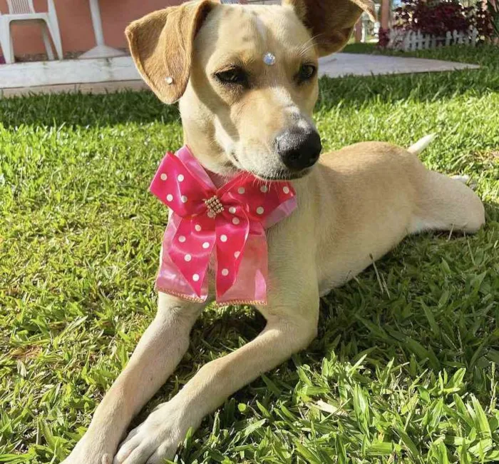 Cachorro ra a Sem raça definida  idade 1 ano nome DIANA