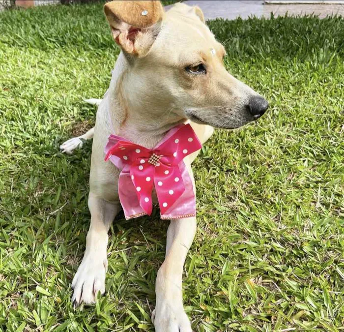Cachorro ra a Sem raça definida  idade 1 ano nome DIANA