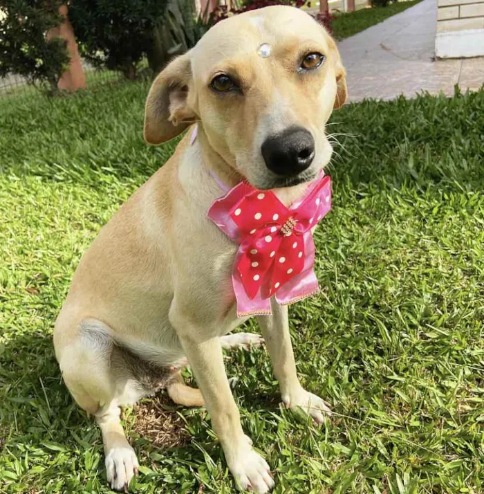 Cachorro ra a Sem raça definida  idade 1 ano nome DIANA