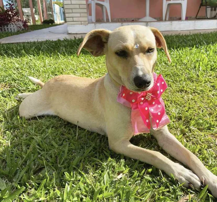 Cachorro ra a Sem raça definida  idade 1 ano nome DIANA