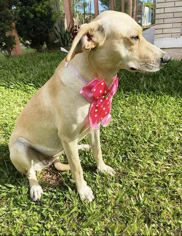 Cachorro ra a Sem raça definida  idade 1 ano nome DIANA