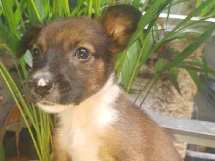 Cachorro raça SRD idade Abaixo de 2 meses nome Maria Vitória 