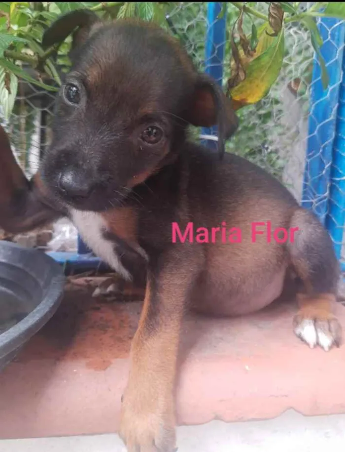 Cachorro raça SRD idade Abaixo de 2 meses nome Maria Flor