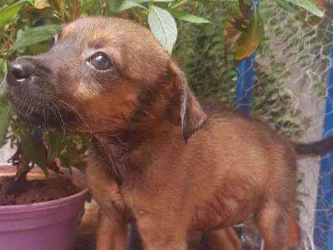 Cachorro raça SRD idade Abaixo de 2 meses nome Maria Luz 