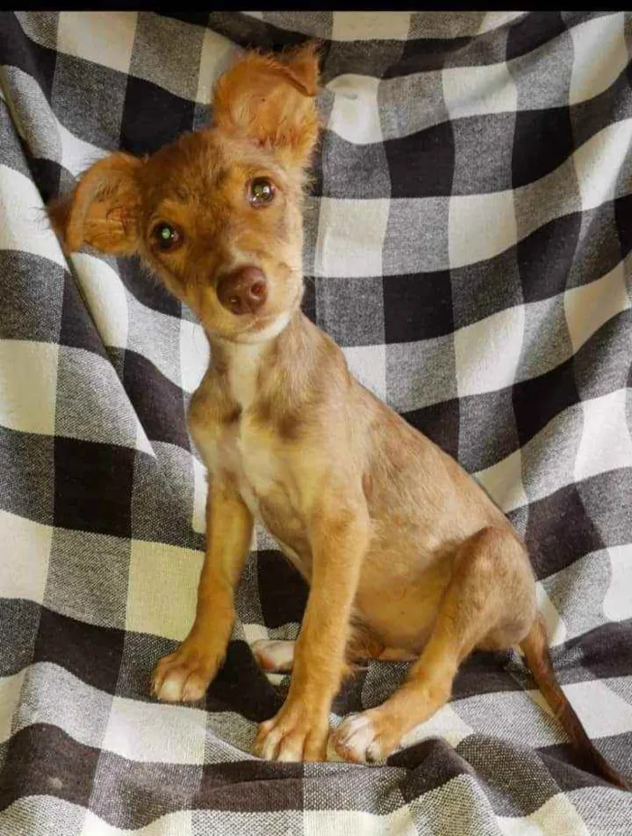 Cachorro ra a SRD idade 2 a 6 meses nome Ferdinando 