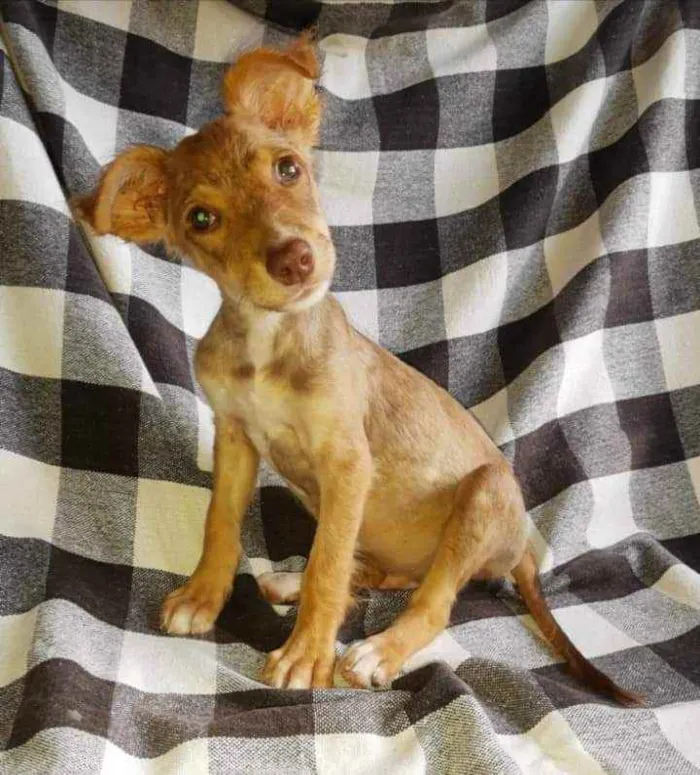 Cachorro ra a SRD idade 2 a 6 meses nome Ferdinando 