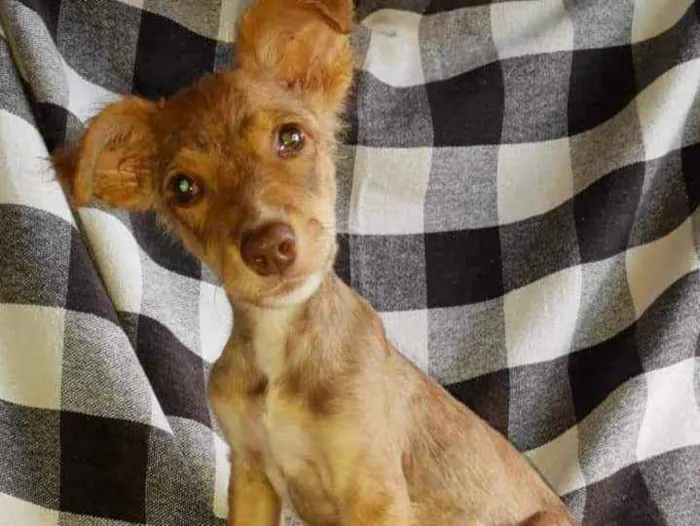 Cachorro ra a SRD idade 2 a 6 meses nome Ferdinando 