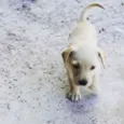 Polar