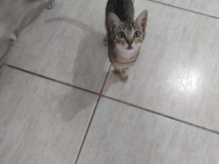 Gato ra a SRD-ViraLata idade 2 a 6 meses nome Nala