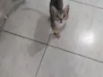 Nala