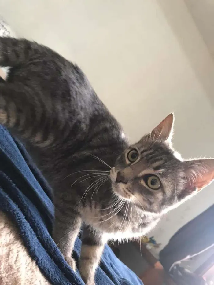 Gato ra a SRD-ViraLata idade 7 a 11 meses nome Aninha
