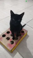Pantera