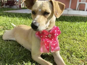 Cachorro raça Sem raça definida  idade 1 ano nome DIANA