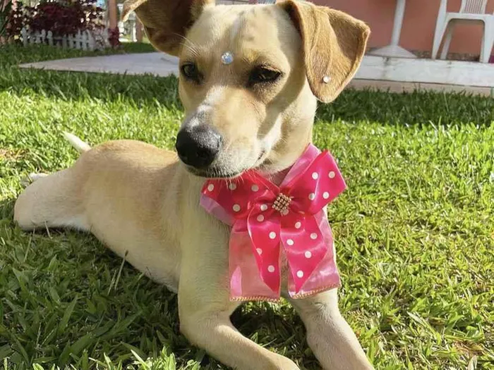 Cachorro ra a Sem raça definida  idade 1 ano nome DIANA