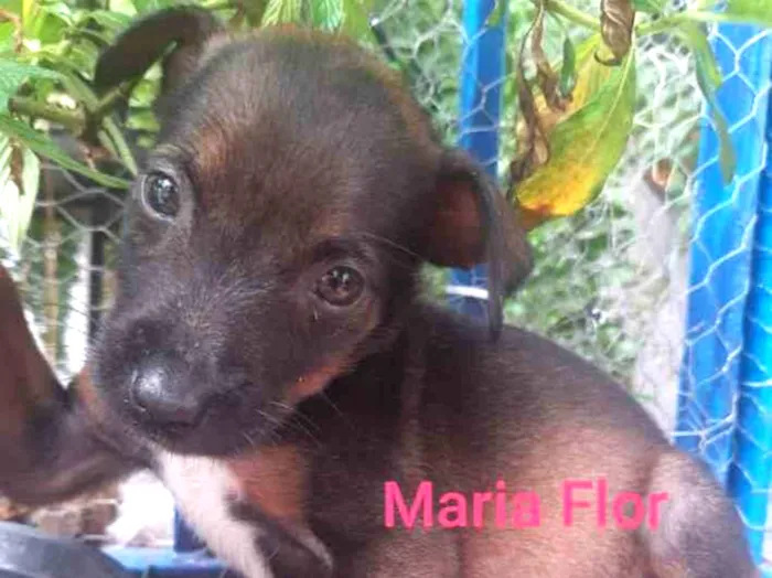 Cachorro raça SRD idade Abaixo de 2 meses nome Maria Flor