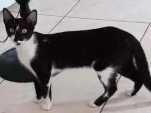 Gato raça  idade 1 ano nome Sem nome