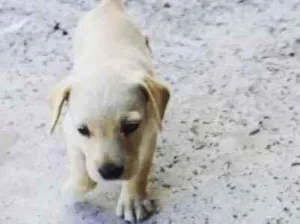 Cachorro raça Srd idade 2 a 6 meses nome Polar