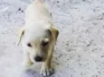 Polar