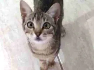 Gato raça SRD-ViraLata idade 2 a 6 meses nome Nala