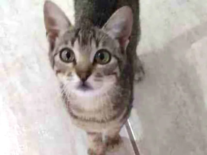 Gato ra a SRD-ViraLata idade 2 a 6 meses nome Nala