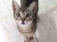Nala