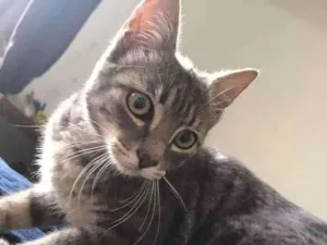 Gato raça SRD-ViraLata idade 7 a 11 meses nome Aninha