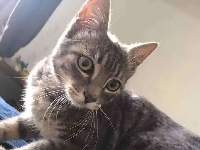 Gato ra a SRD-ViraLata idade 7 a 11 meses nome Aninha