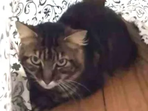 Gato raça SRD-ViraLata idade 7 a 11 meses nome Civil
