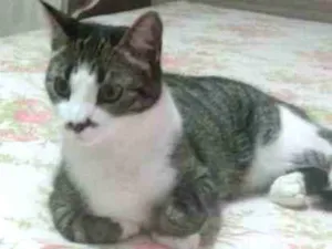Gato raça  idade 1 ano nome Nina