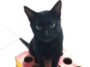 Gato raça  idade 7 a 11 meses nome Pantera