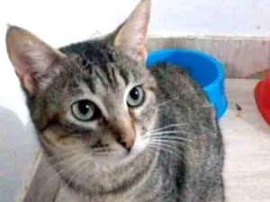Gato raça  idade 7 a 11 meses nome Lena