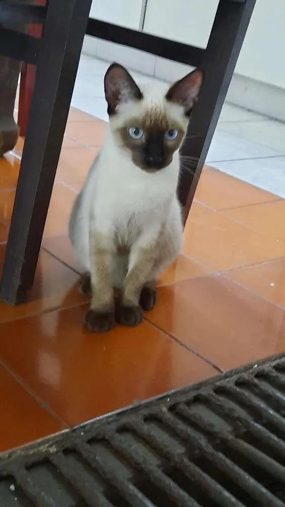 Gato raça Mestiço siamês com comum  idade 2 a 6 meses nome Não tem 