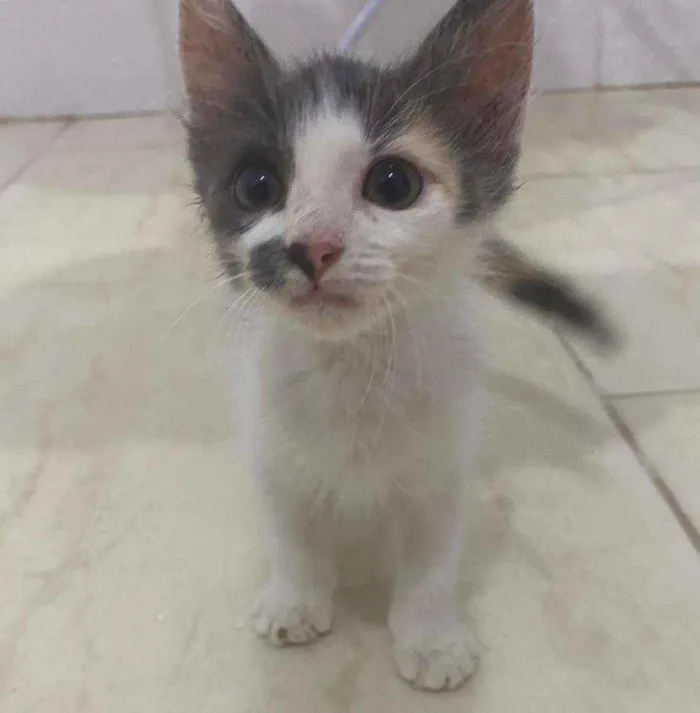 Gato ra a SRD idade Abaixo de 2 meses nome .
