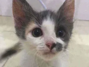 Gato raça SRD idade Abaixo de 2 meses nome .