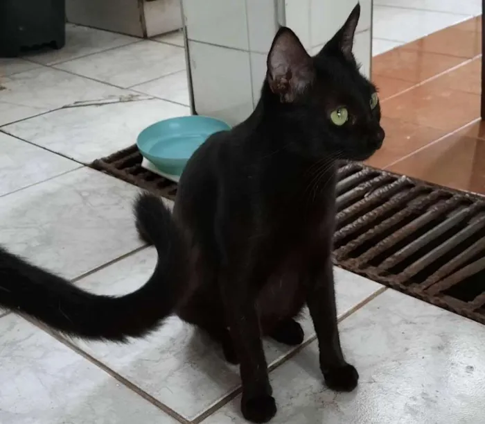 Gato raça Mestiço siamês com comum  idade 2 a 6 meses nome Não tem 
