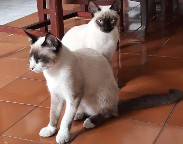 Gato raça Mestiço siamês com comum  idade 2 a 6 meses nome Não tem 