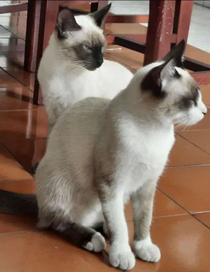 Gato raça Mestiço siamês com comum  idade 2 a 6 meses nome Não tem 