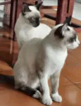 Não tem