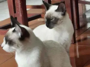 Gato raça Mestiço siamês com comum  idade 2 a 6 meses nome Não tem 