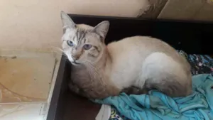 Gato raça  idade 2 a 6 meses nome Meg