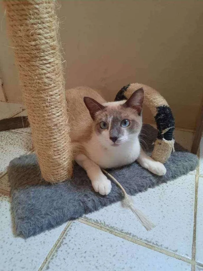 Gato ra a  idade 2 a 6 meses nome Meg