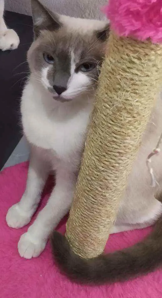 Gato ra a  idade 2 a 6 meses nome Meg