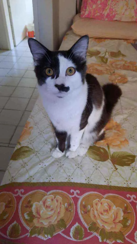 Gato ra a  idade 2 a 6 meses nome Bigodinho
