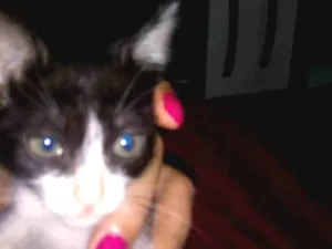 Gato raça Frajola idade 2 a 6 meses nome Jade